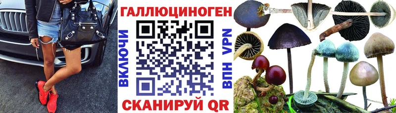 блэк спрут ONION  Губкинский  Псилоцибиновые грибы GOLDEN TEACHER 